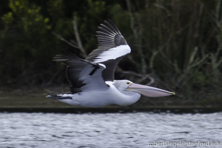 pelican in flight